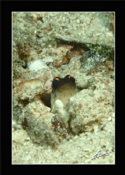 Jaw fish in Borneo have yellow "eyebrows" compared to tho... by Adriano Trapani 
